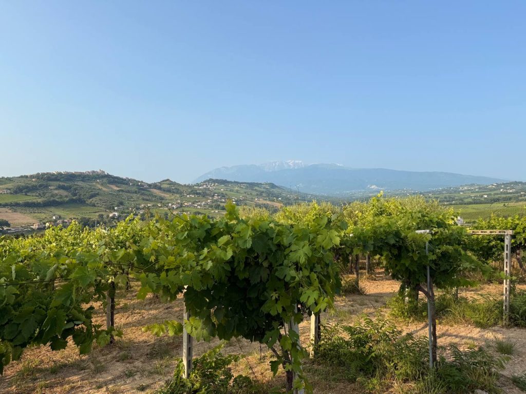 colle mandorle 250609 4